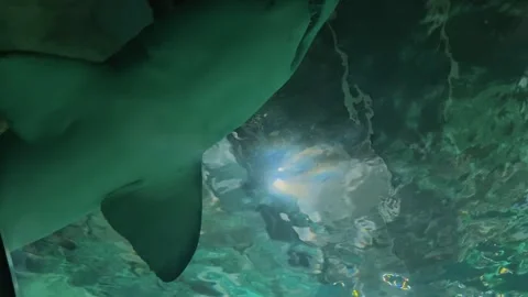 Shark in the aquarium 3 Stock Footage 345278507