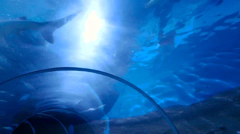 Shark in an aquarium. 4k resolution Stock Footage 64032904