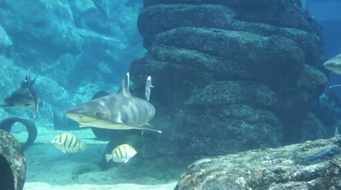 Shark Aquarium Stock Footage 3791779