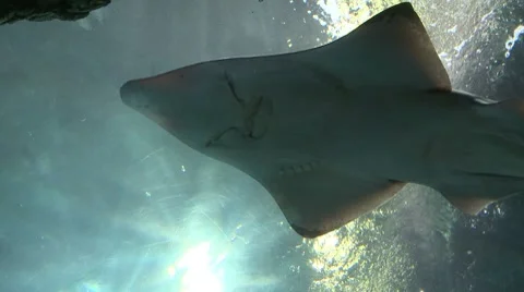 Shark at the Aquarium Stock Footage 7729266