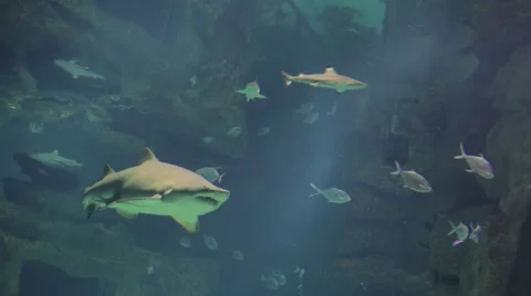 Shark In The Aquarium Video stock 59067474
