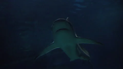 Shark in Aquarium Stock Footage 68942866