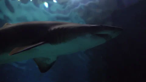 Shark in Aquarium Stock Footage 68942972