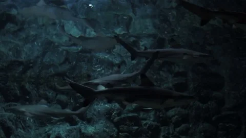 Shark In Aquarium Stock Footage 74278413