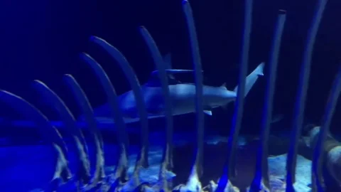 Shark in the aquarium Stock Footage 84833514