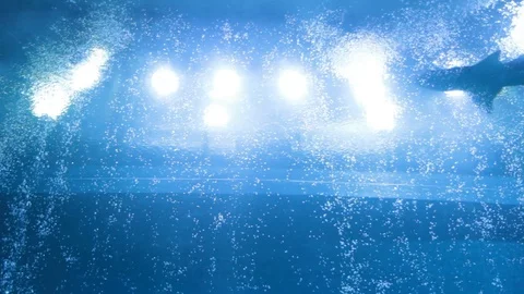 Shark in the aquarium Stock Footage 97376424