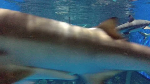 Shark aquarium Stock Footage 152861389