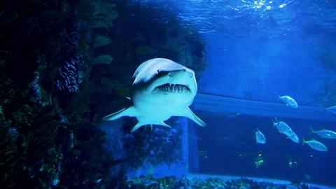 Shark in the aquarium Stock Footage 239365679