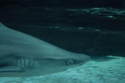 Shark in aquarium Stock Photos