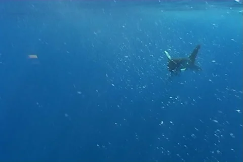 Shark atack Underwater video Egypt red sea Stock Footage