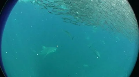 Shark attack on bait ball Stock Footage 9573944