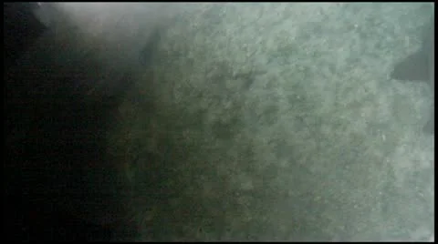 Shark Attack Stock Footage 11289847