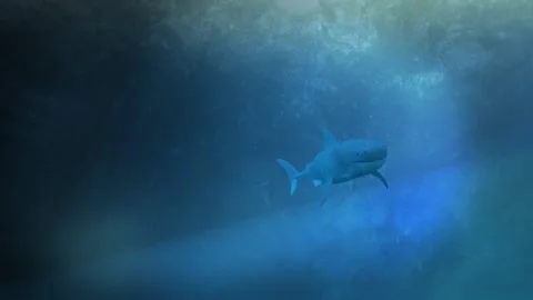 Shark Attack Stock Footage 269316123