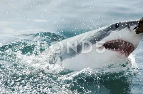 Shark attack in Gaansbai, South Africa Stock Photos