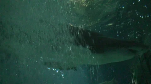 Shark attack on the ocean Stock-Footage 39778489