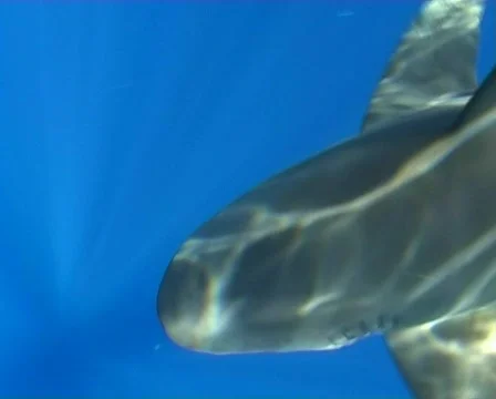 Shark attack Underwater video Egypt red sea Stock Footage 498060