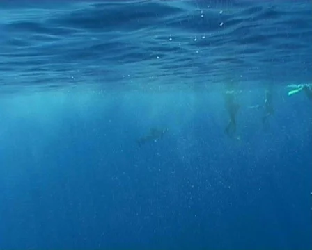 Shark attack Underwater video Egypt red sea Stock Footage 498084