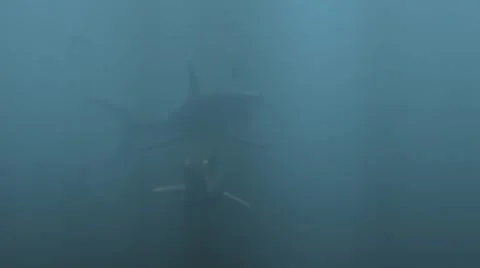 Shark attacking a fish while swimming underwater in sea Stock Footage 67555220