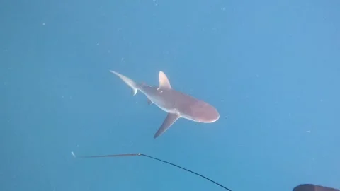 Shark Attacks Diver Stock Footage 329711130