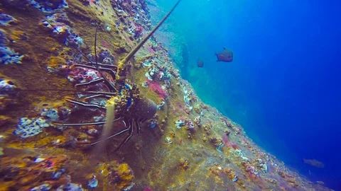 Shark attacks the lobster. Stock Footage 73240233