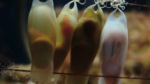 Shark Babies in their Eggs Stock Footage 59015513