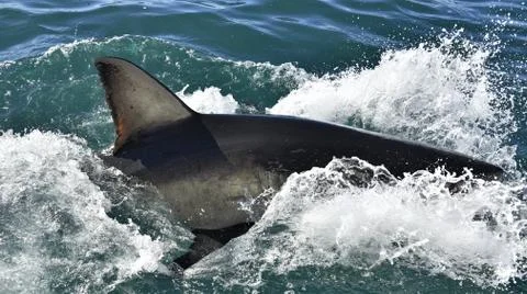 Shark back and dorsal fin above water.   Fin of great white shark, Carcharodo Stock Photos