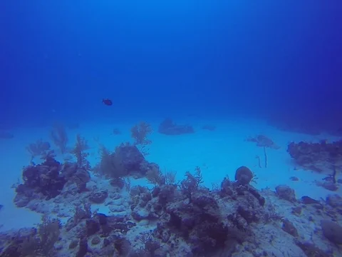 Shark in the back! Stock Footage 101450974