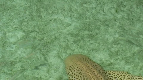 Shark on the Beach  Video stock 292134