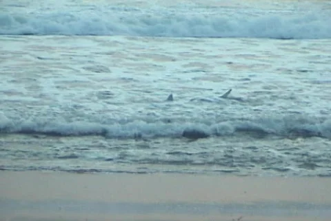 Shark at Beach Stock Footage 311708