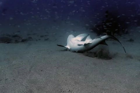 Shark Behavior: Lemon Shark Chaffing and Scratching on Sand to Remove Parasites Foto stock