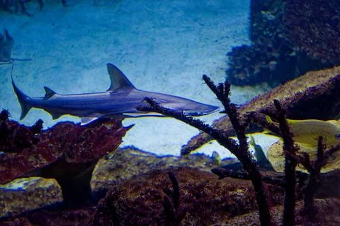 A shark behind corals Foto stock