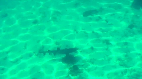 Shark below Stock Footage 331931