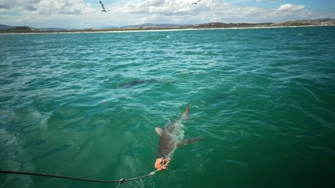 Shark Beside Vessel. Bright Sunlight Illuminates Tense Moment Between Humans And Stock Footage 331742530