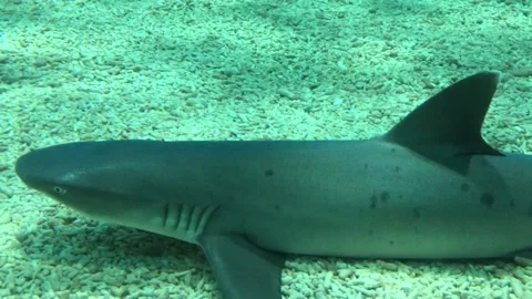 Shark in the big Aquarium Stock Footage 161963723