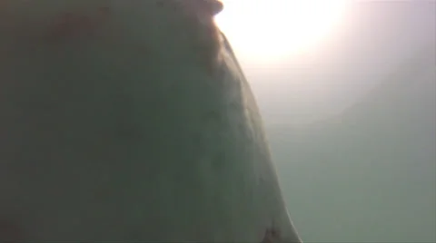A shark bites at the camera Stock Footage