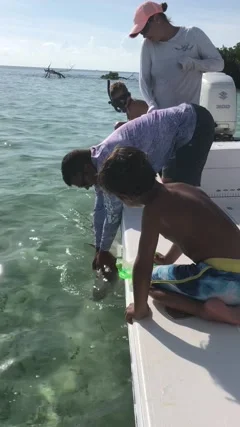 Two Men and a Shark, Wrightsville Beach,, Stock Video