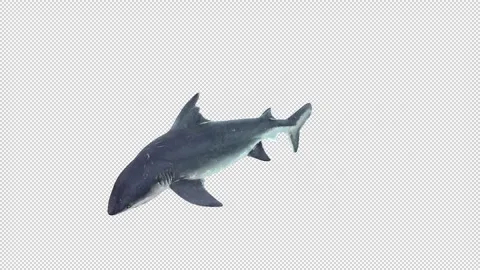 Shark biting idle Stock Footage 321535176