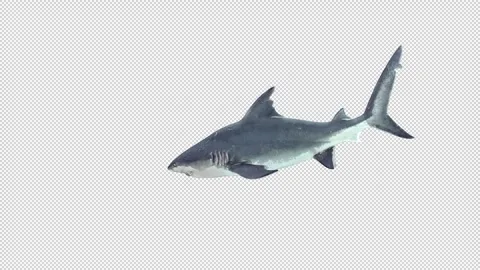 Shark biting idle Stock Footage 321535311