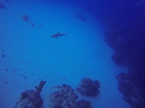 Shark at bottom of ocean Stock Footage 101451109