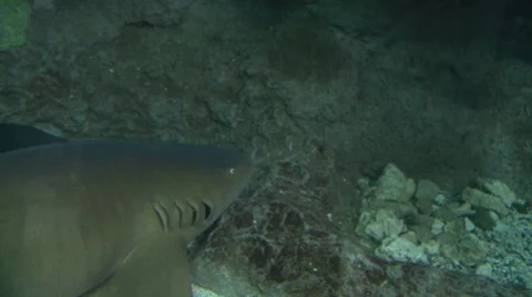 Shark breathing with gills Video stock 7903756