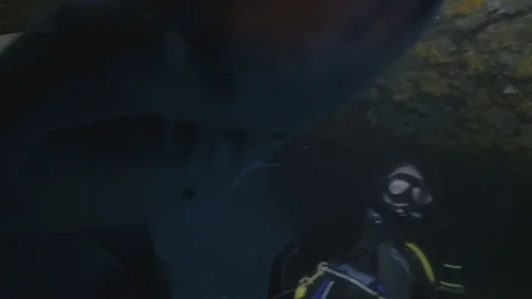 Shark bumps into UW-camera Vídeo Stock 83731521