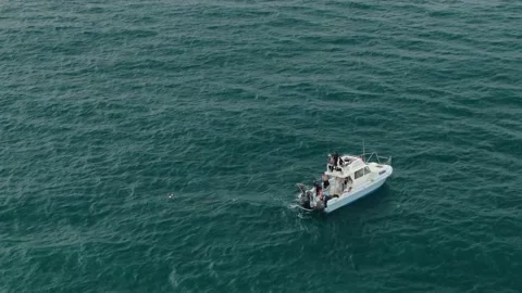 Shark cage diving boat throughing meat hook Stock Footage 146357153