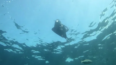 Shark catching a trap while swimming underwater in sea Stock Footage 67554282