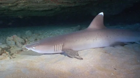 Shark in cave Stock Footage 1095582
