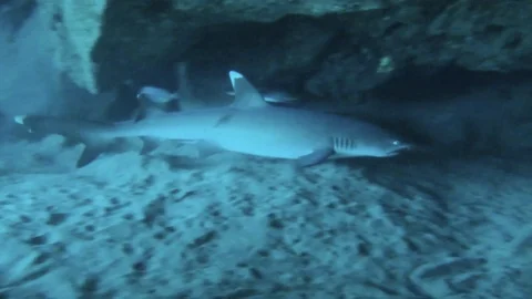 Shark in cave 库存影片 95504910