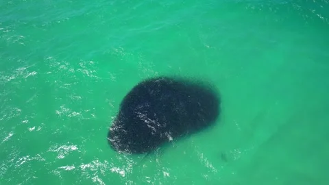 Shark Chasing A Large Bait Ball In NSW, Australia - Drone Shot Video stock 331033615