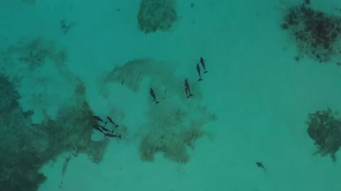 Shark Chasing Pod Of Dolphins in Belize Aerial Drone Shot 4K Stock Footage 160616682