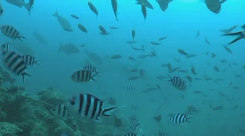 Shark circling Stock Footage 8989387