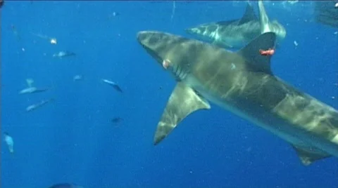 Shark cirlces  Stock Footage 313847