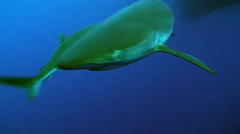 Shark close encounter Stock Footage 42904029